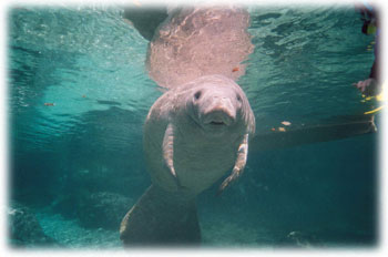 Manatees in Citrus County